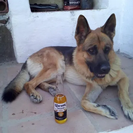 Montana Retreat בית הארחה *